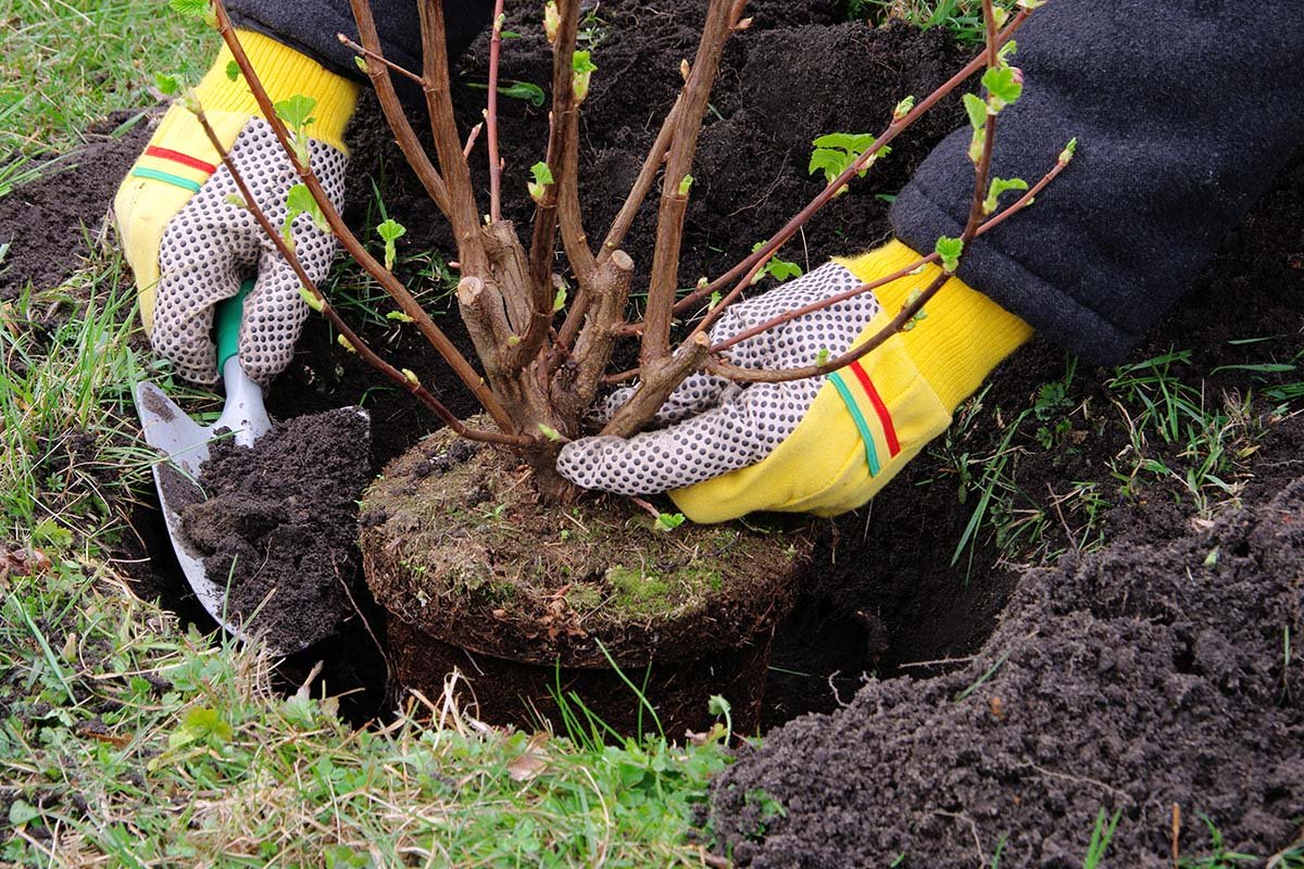 Fall is the Best Time to Plant Trees and Shrubs