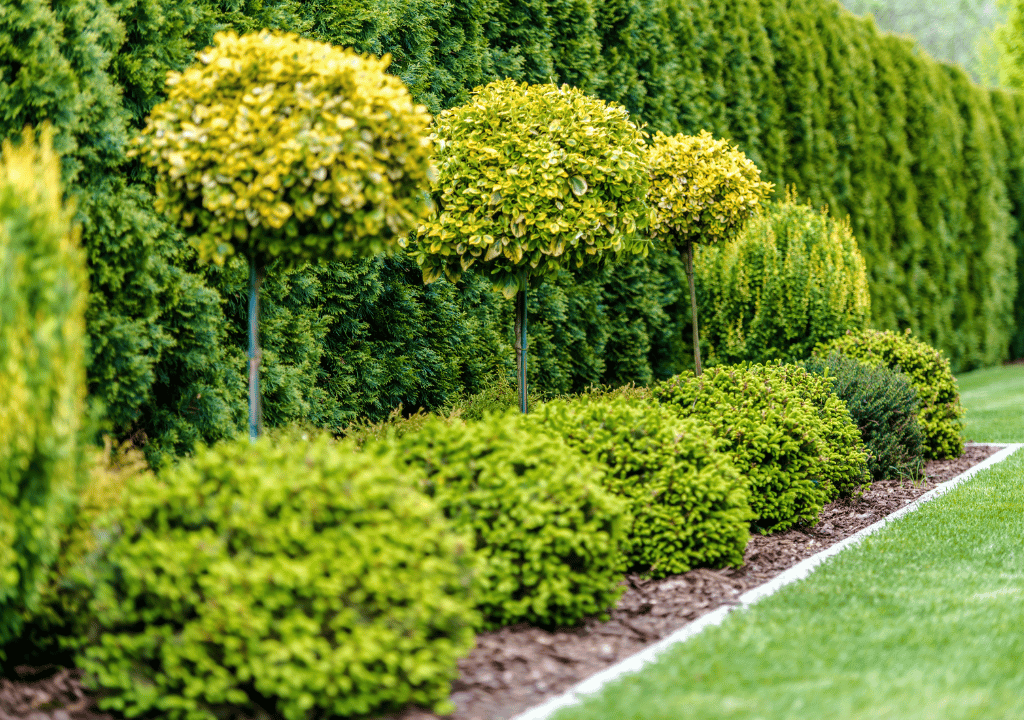 Shrub