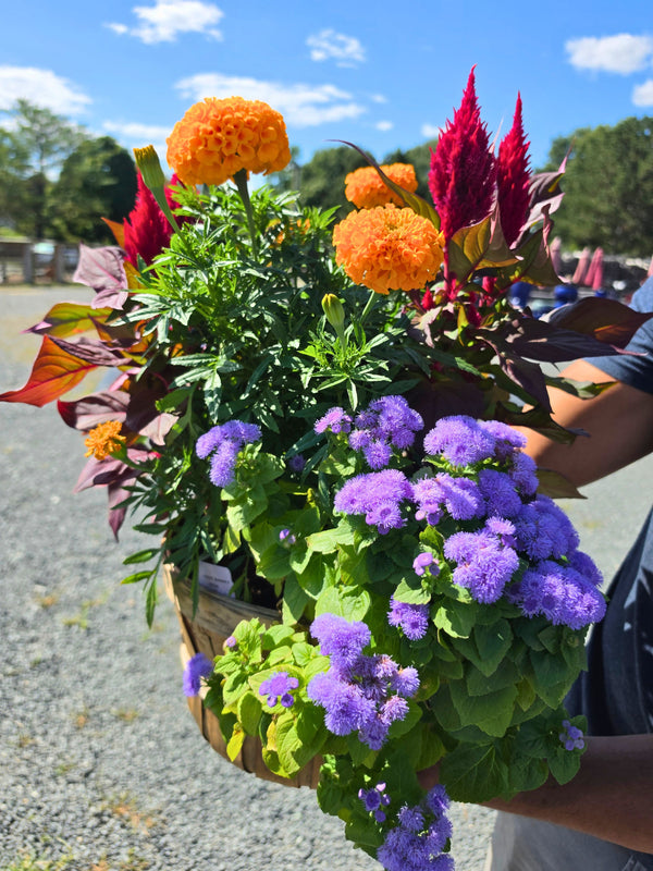 Fall Harvest Basket — Marigold, Celosia & Ageratum · Peck