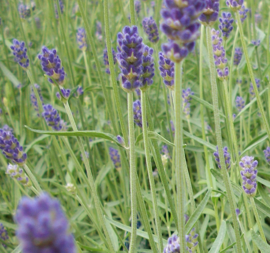 LAVANDULA X I. 'PROVENCE' 17CM