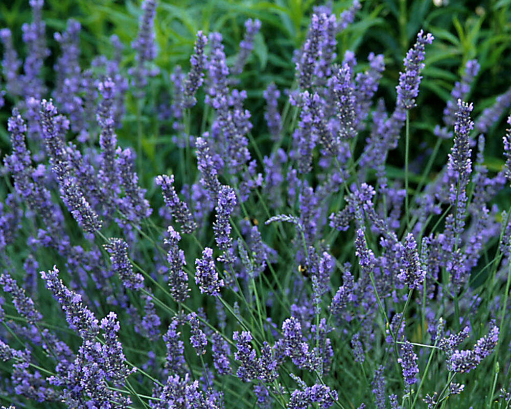 LAVANDULA A. 'GROSSO' 17CM