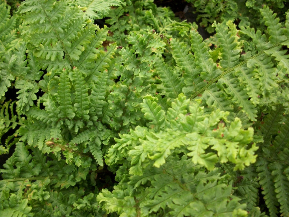 FERN -PARSLEY 19CM