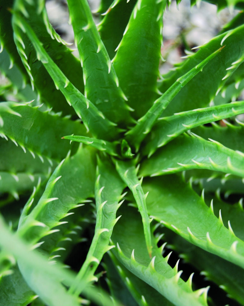 ALOE 'HEDGEHOG' 19CM PTW