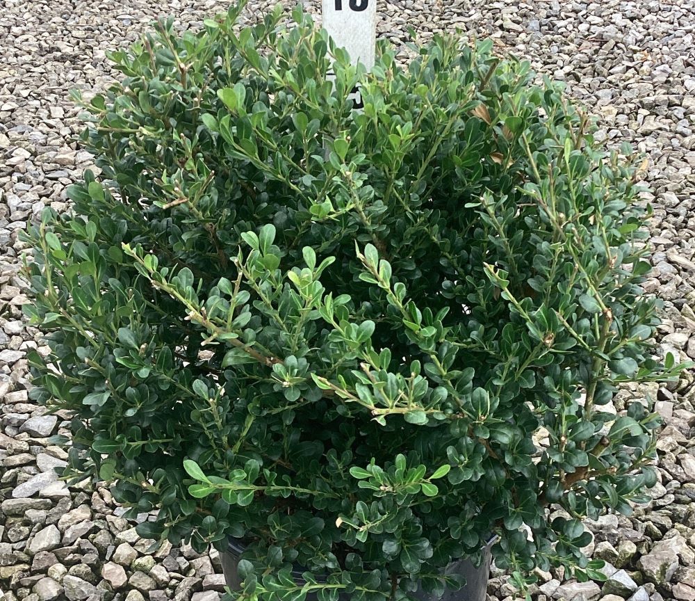ILEX C. 'WILLOWAY' G3 15"