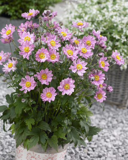 ANEMONE 'FANTASY POCAHANTAS' 19CM