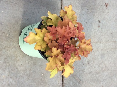 HEUCHERA 'ZIPPER' 19CM PTW