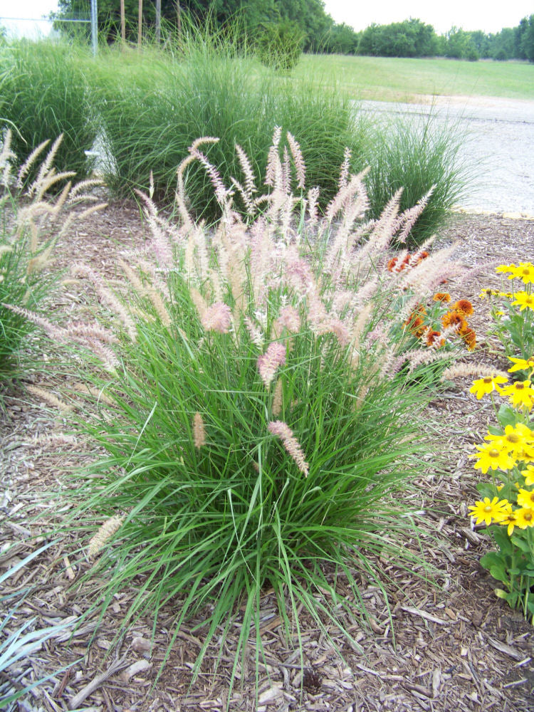 GRASS - PE. OR. 'KARLEY ROSE' G3