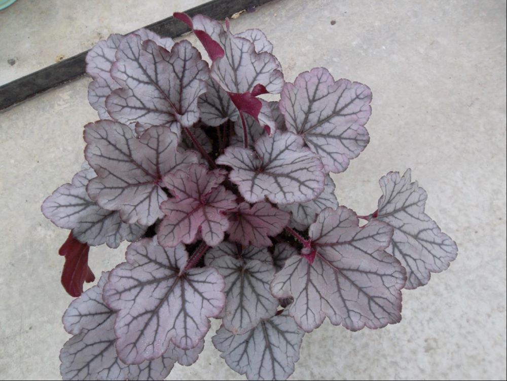 HEUCHERA 'SPELLBOUND' 19CM PTW