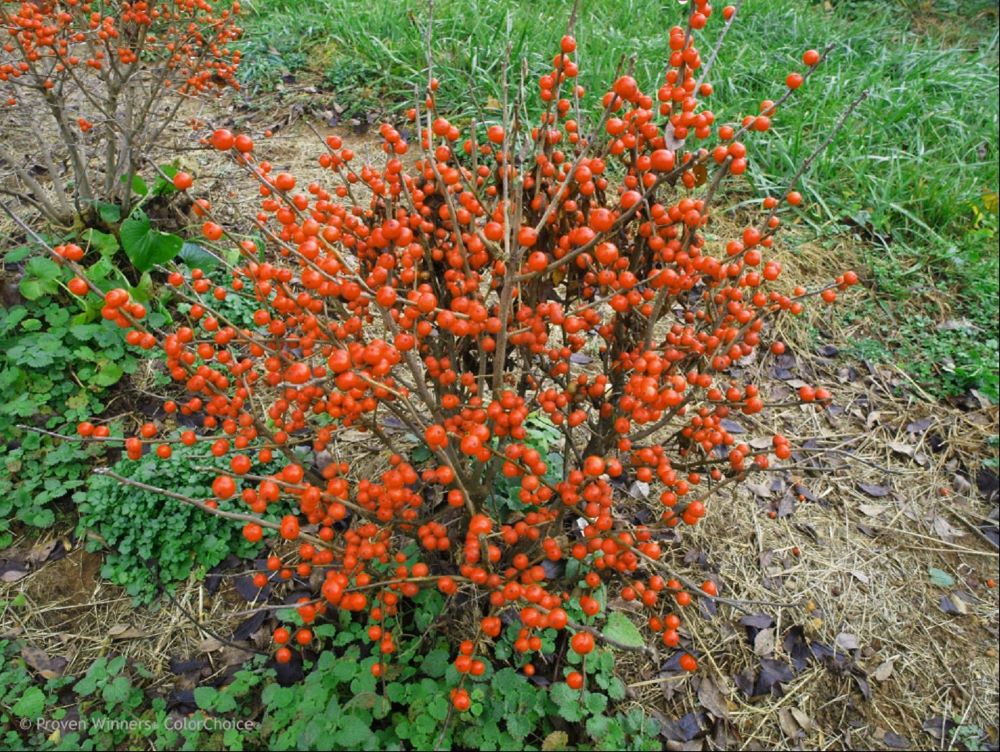 ILEX VERT. 'LITTLE GOBLIN ORANGE' G3 15-18" PW