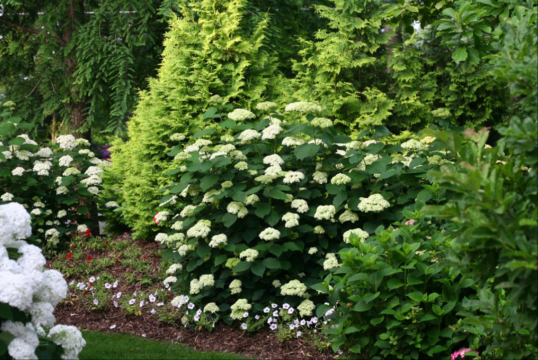 HYDRANGEA A. 'LIME RICKEY' G3 PW
