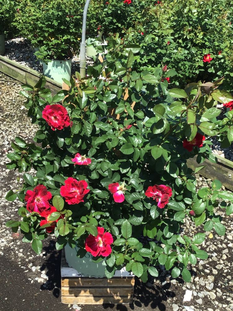 ROSE 'RED STREAMER' G3 PTW