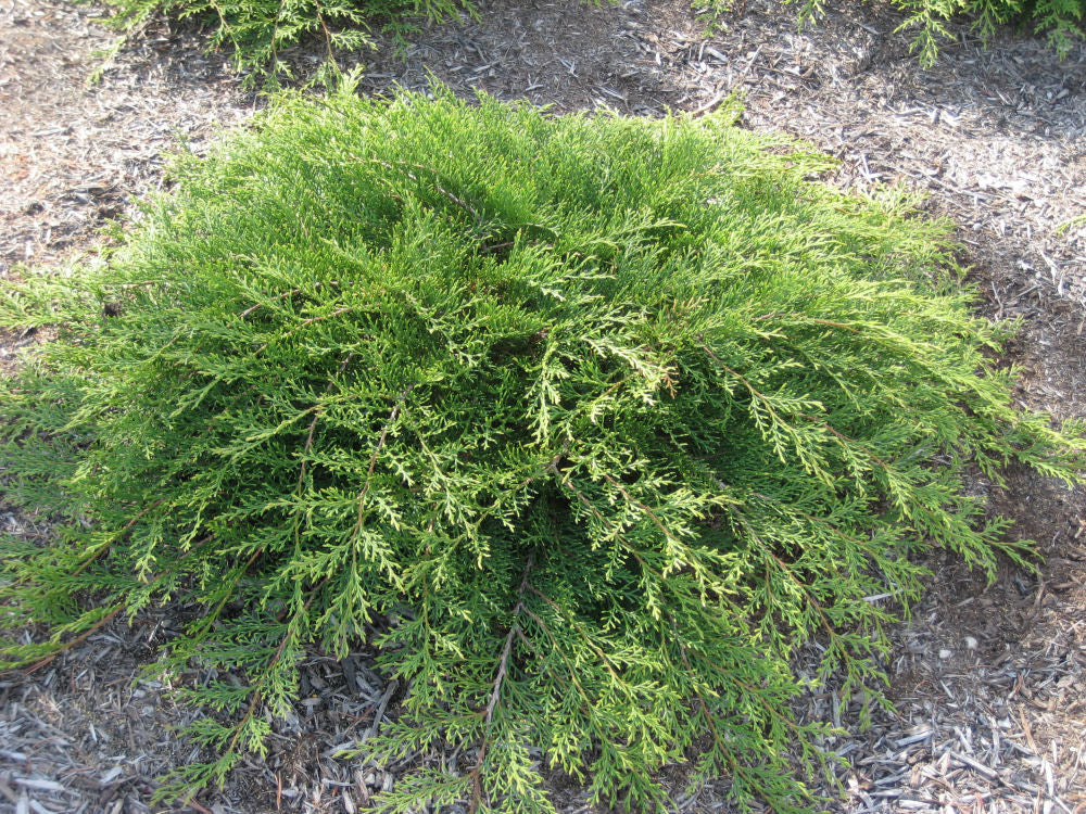 JUNIPER S. 'SIERRA SPREADER' G3 15"