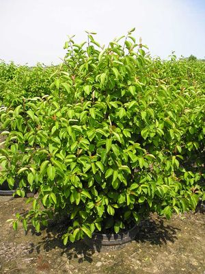 VIBURNUM PR. 'SUMMER MAGIC' G3 15"