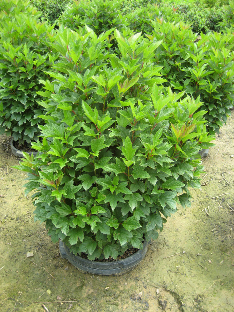 VIBURNUM TRILOBUM COMPACTA G3 18"