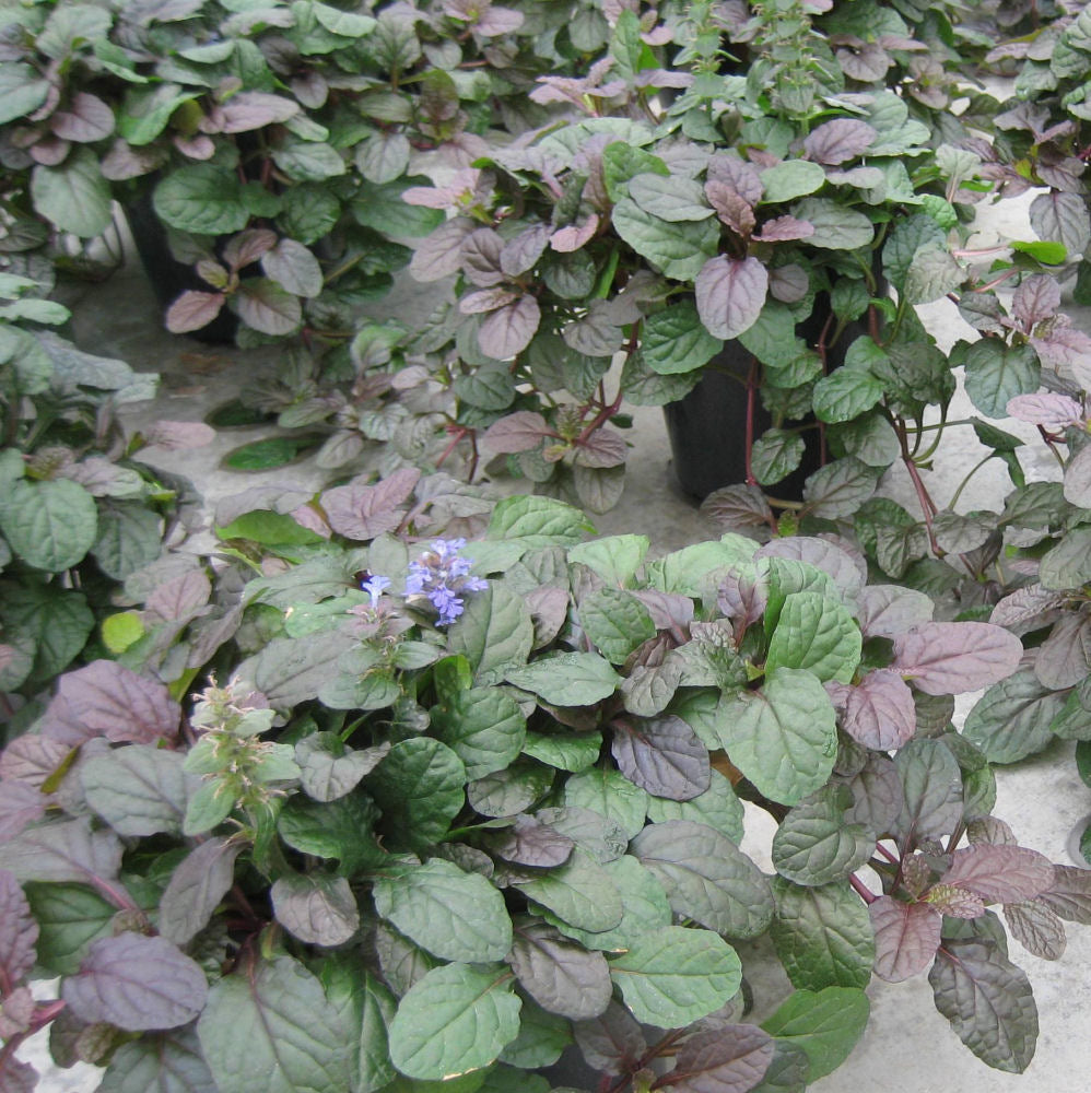 AJUGA 'BRONZE BEAUTY' G1