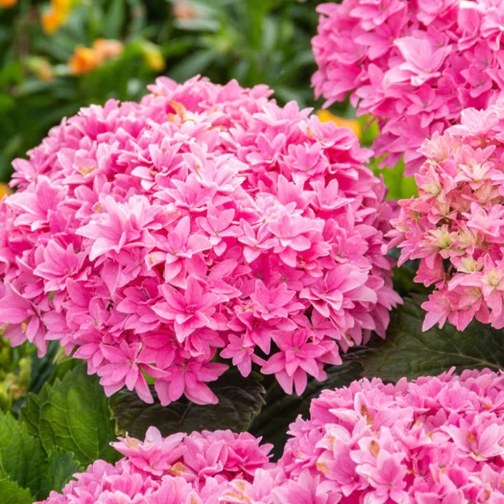 HYDRANGEA M. ' STARFIELD' G2 BE