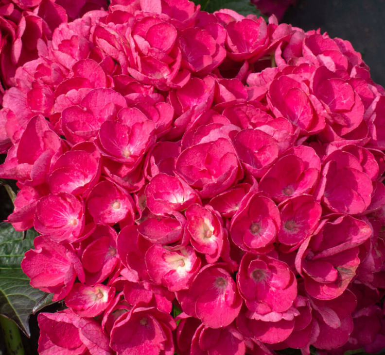 HYDRANGEA M. 'AKADAMA' G2 BL