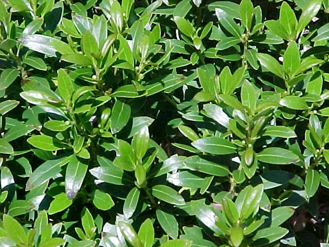 ILEX GLABRA 'SHAMROCK' G2 12-15"