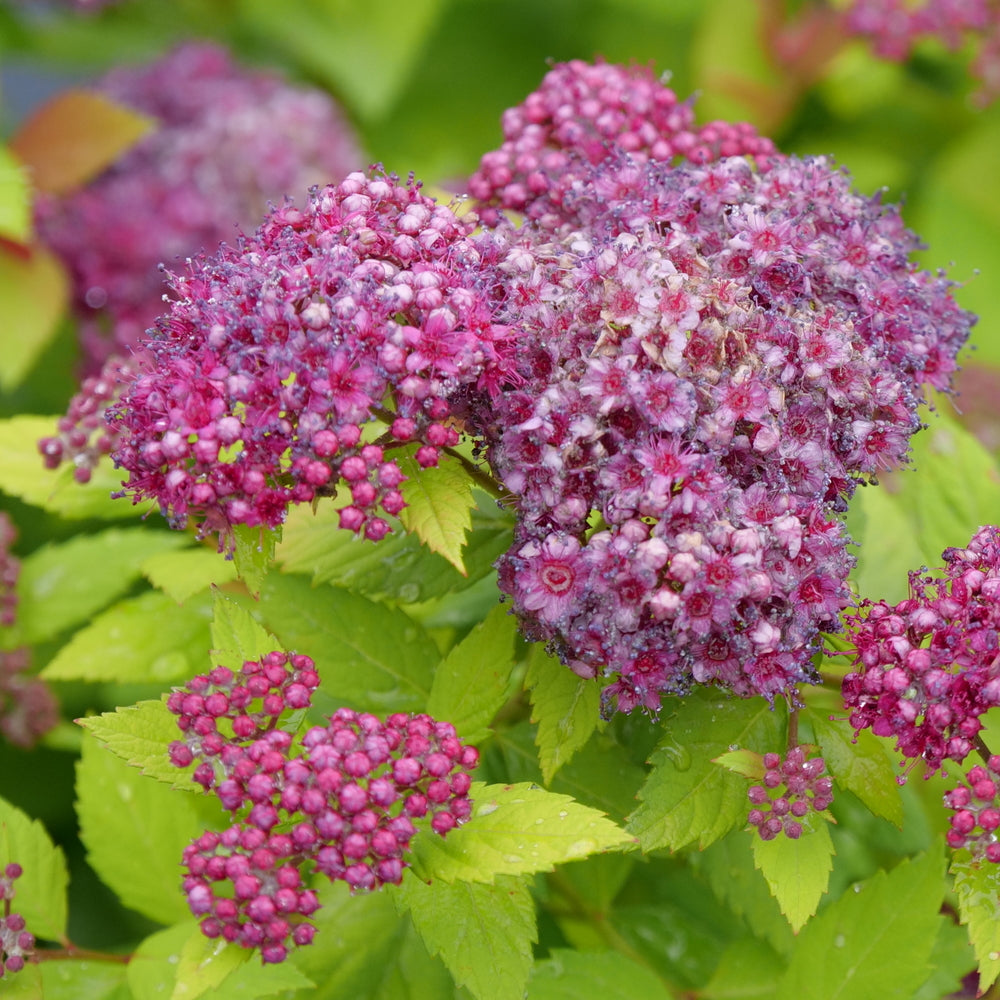 SPIRAEA JAP. 'DBL PLAY® DOLLY'™ G2 10" PW