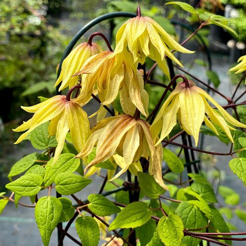 CLEMATIS 'FUNYELLA'  G1 PW