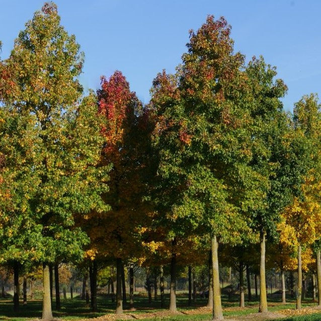 LIQUIDAMBAR STYRACIFLUA G3 AB