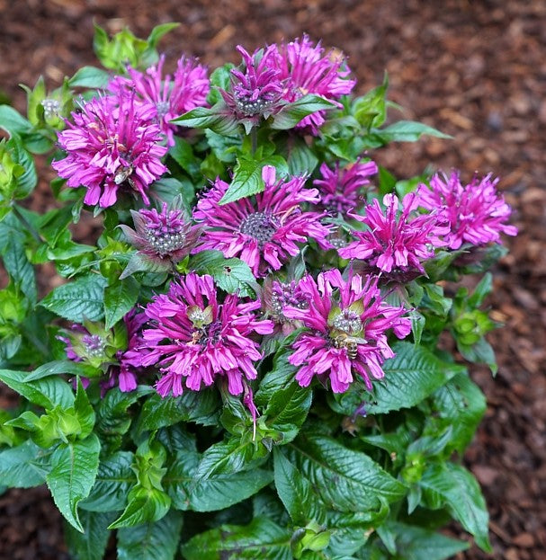 Pocahontas Purple Rose Bee Balm (MONARDA POCAHONTAS PURPLE ROSE)