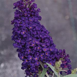 BUDDLEIA BUZZ MIDNIGHT G3