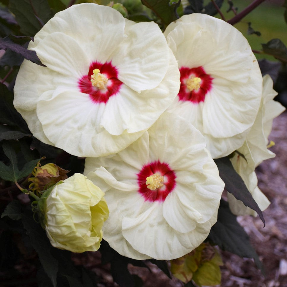 HIBISCUS X 'SUMMERIFIC FRENCH VANILLA' G2 PW