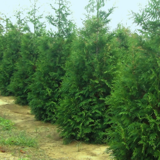 THUJA X 'JUNIOR GIANT' G1