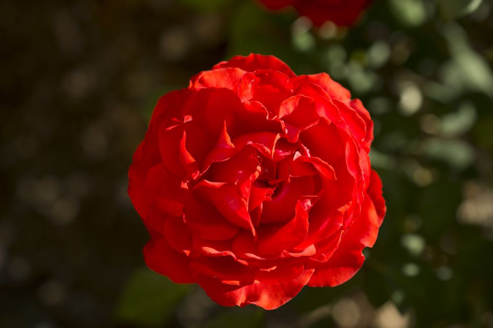 ROSE 'TRUE PASSION' G2 TB