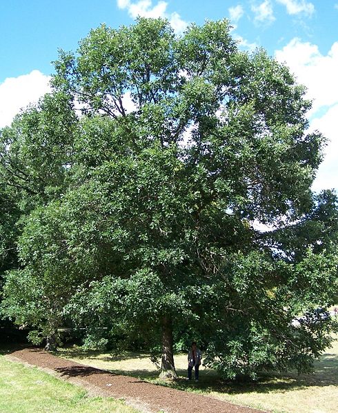 QUERCUS BICOLOR G3 AB