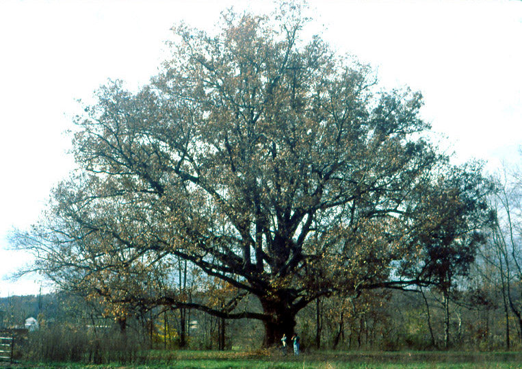 QUERCUS ALBA G3 AB
