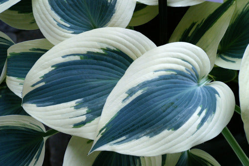 HOSTA BLUE IVORY 19CM