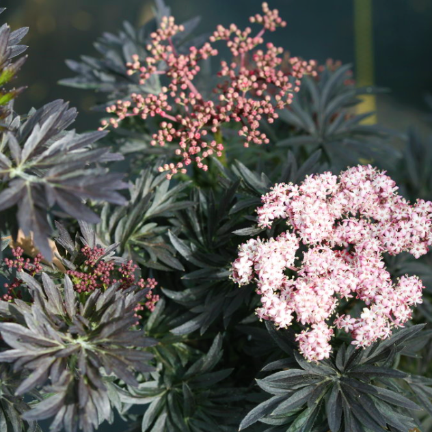 SAMBUCUS N. 'LACED UP'  G1 PW