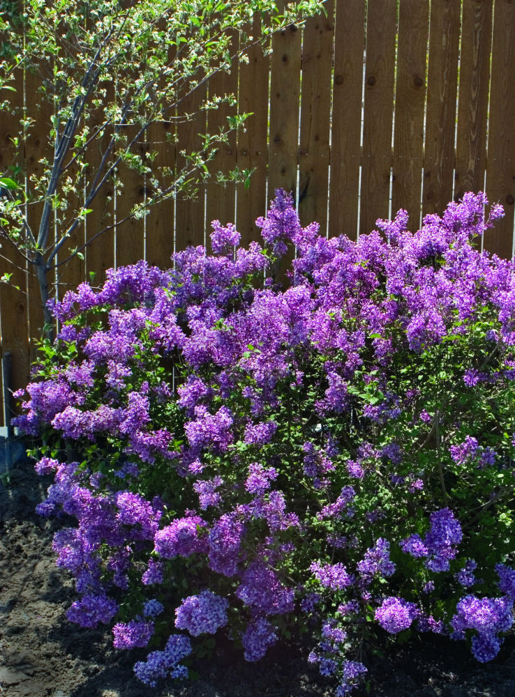 SYRINGA X BLOOMERANG® DK PURPLE G1 PW