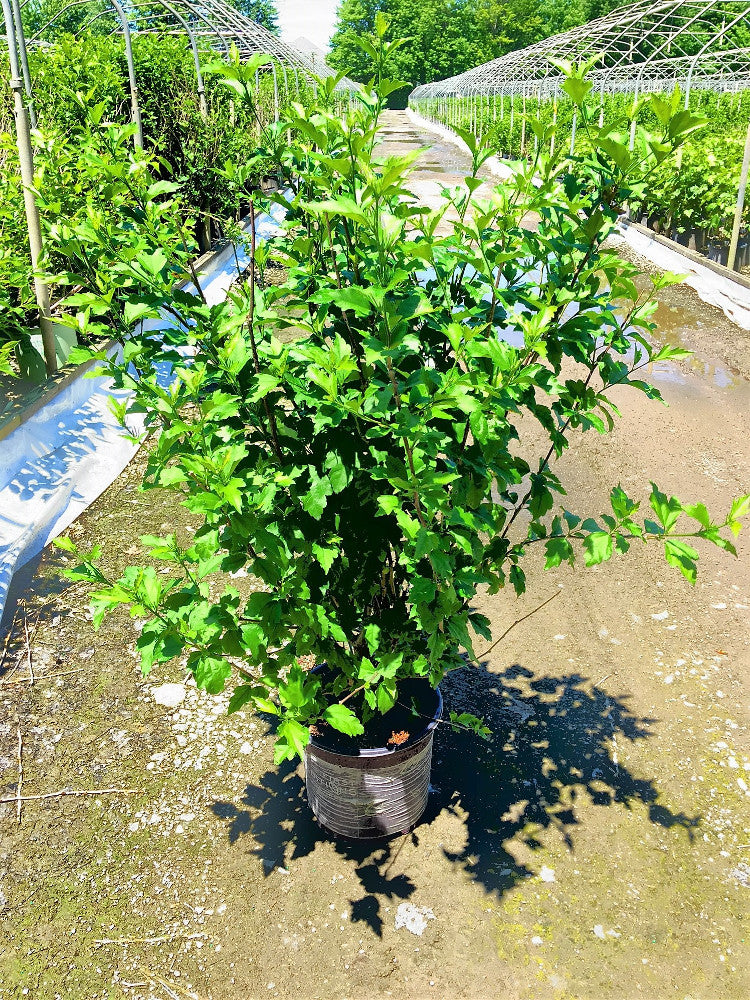 HIBISCUS SY. 'FIJI'™ G2 FE