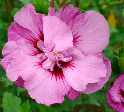 HIBISCUS SY. 'TAHITI'™  G2 FE