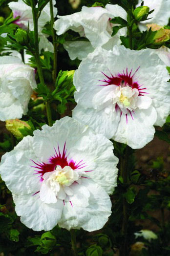 HIBISCUS SY. 'BALI'™ G2 FE