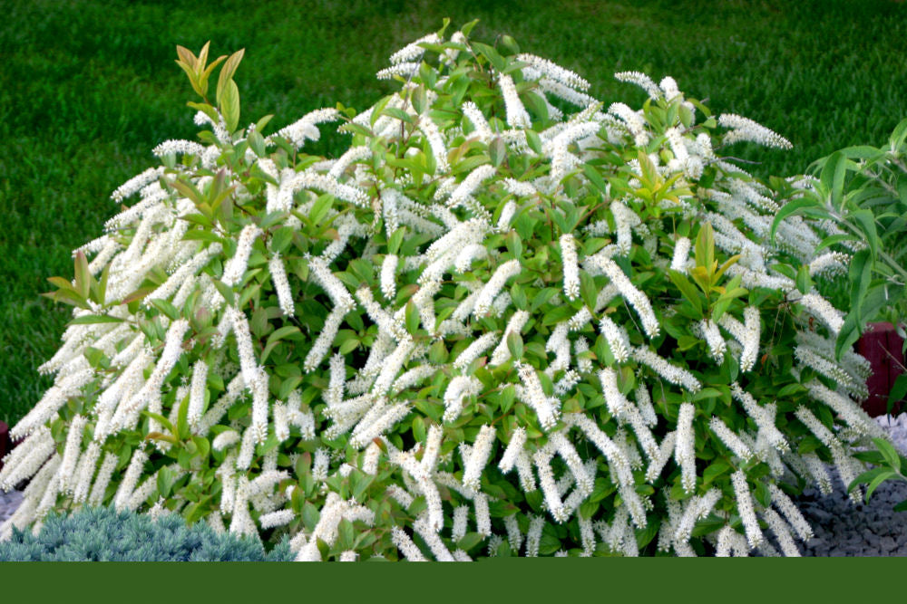 ITEA VIRGINICA 'LITTLE HENRY'®  G1 PW