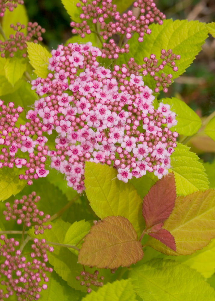 SPIRAEA JAP. 'DBL PLAY BIG BANG'  G1 PW