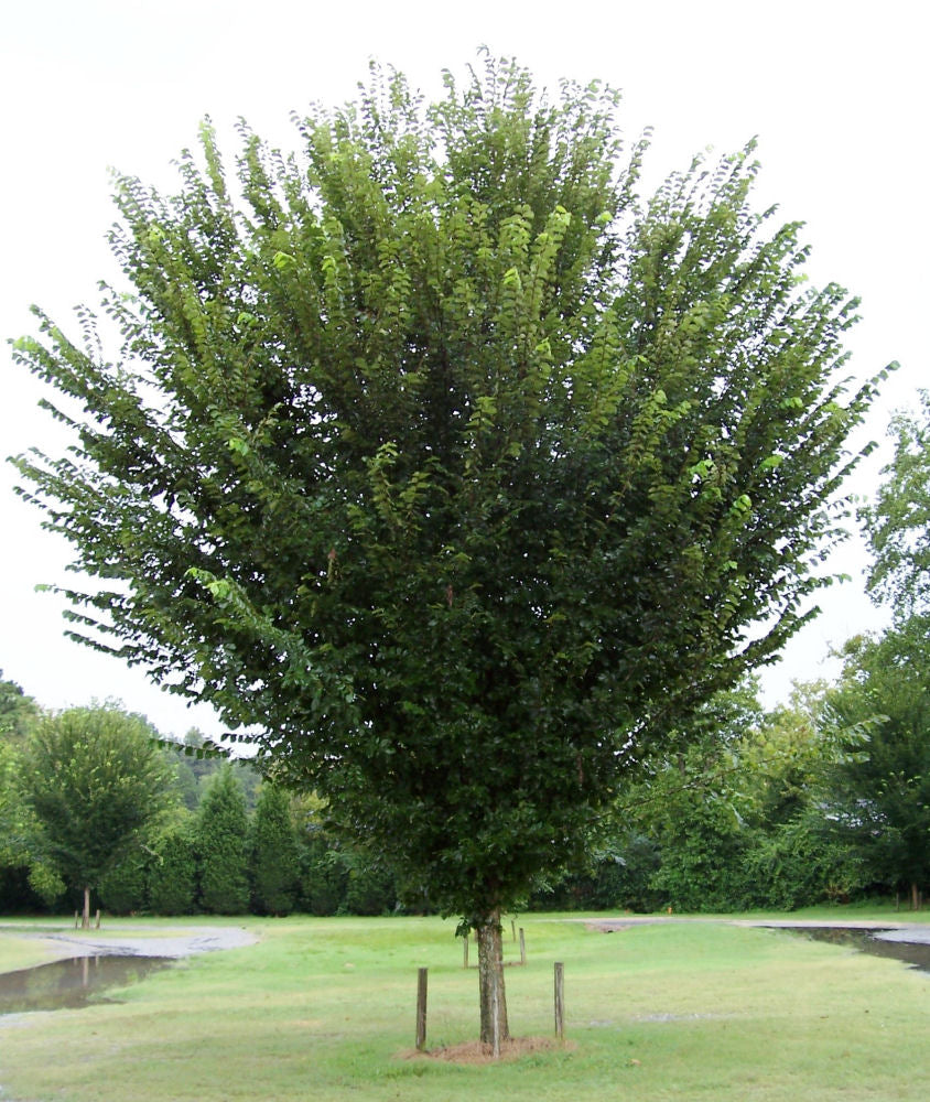 ULMUS A. 'PRINCETON' G3
