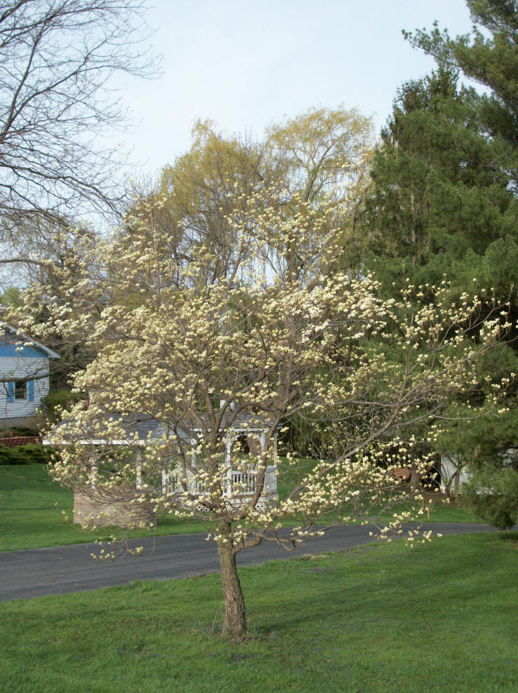 CORNUS FLORIDA G3 AB