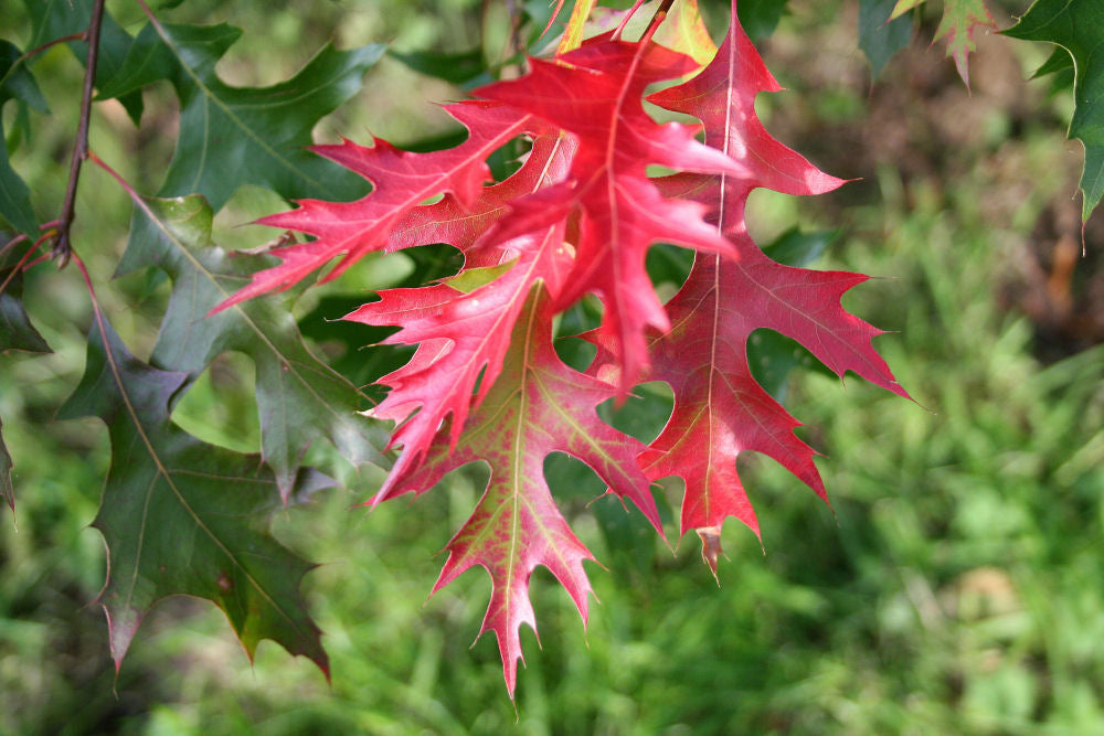 QUERCUS COCCINEA G3 AB