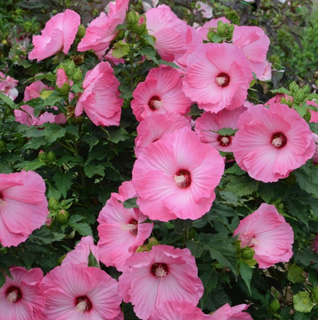 HIBISCUS 'AIRBRUSH EFFECT'  G1