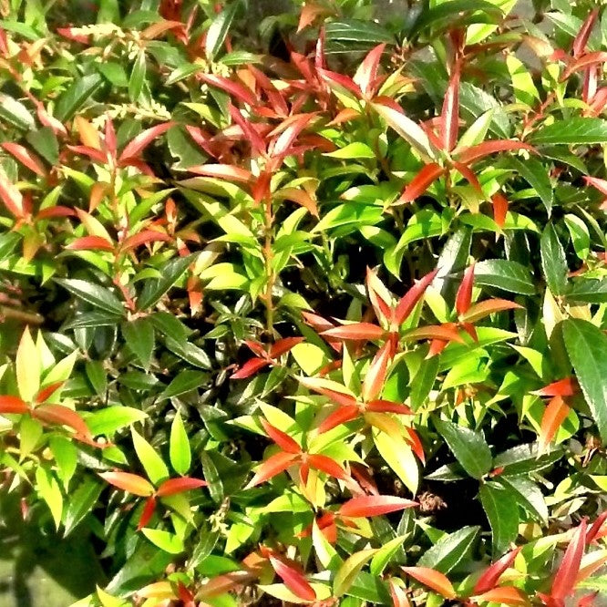 LEUCOTHOE REJOYCE G2 PTW 12"