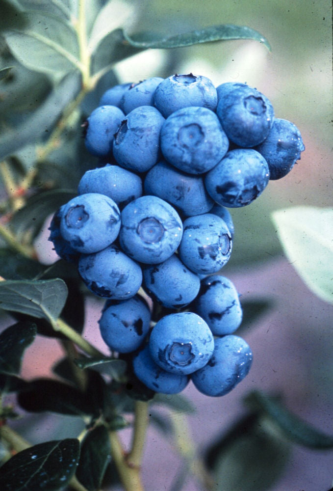 VACCINIUM 'DUKE' C1000