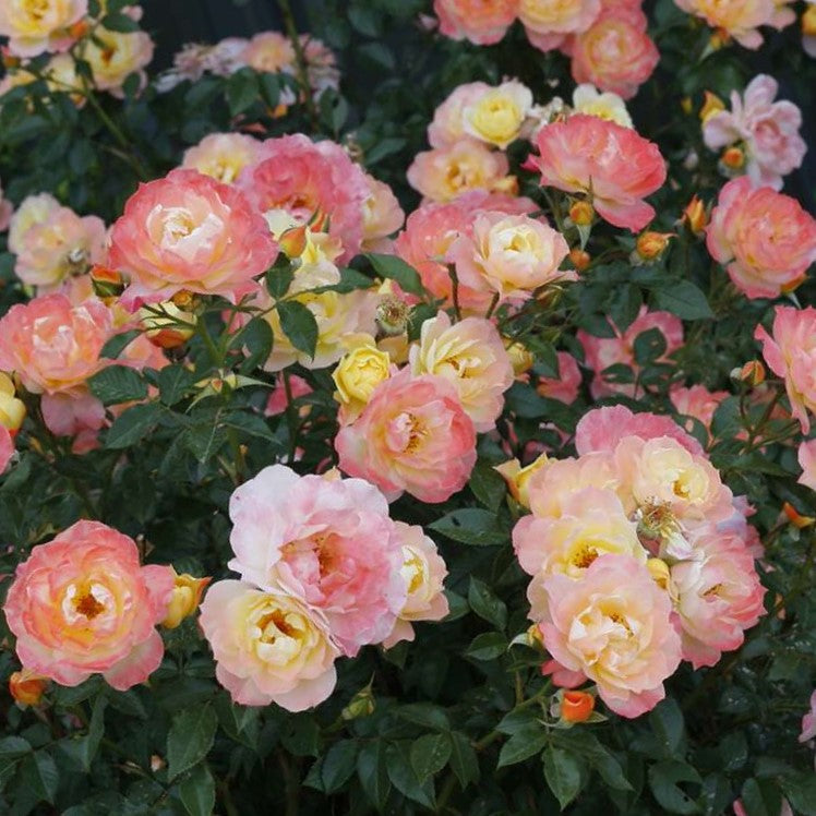 ROSE OSO EASY ITALIAN ICE® G2 PW