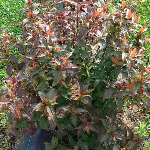 DIERVILLA S. 'KODIAK® RED' G3 12" PW