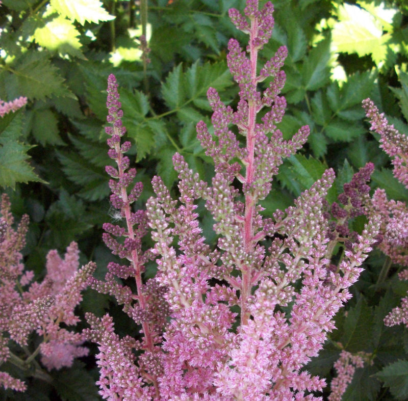 Vision In Pink Astilbe (ASTILBE VISION IN PINK)