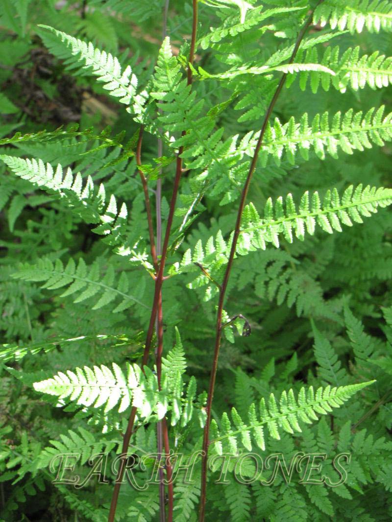 Lady In Red Lady Fern (FERN -LADY IN RED)